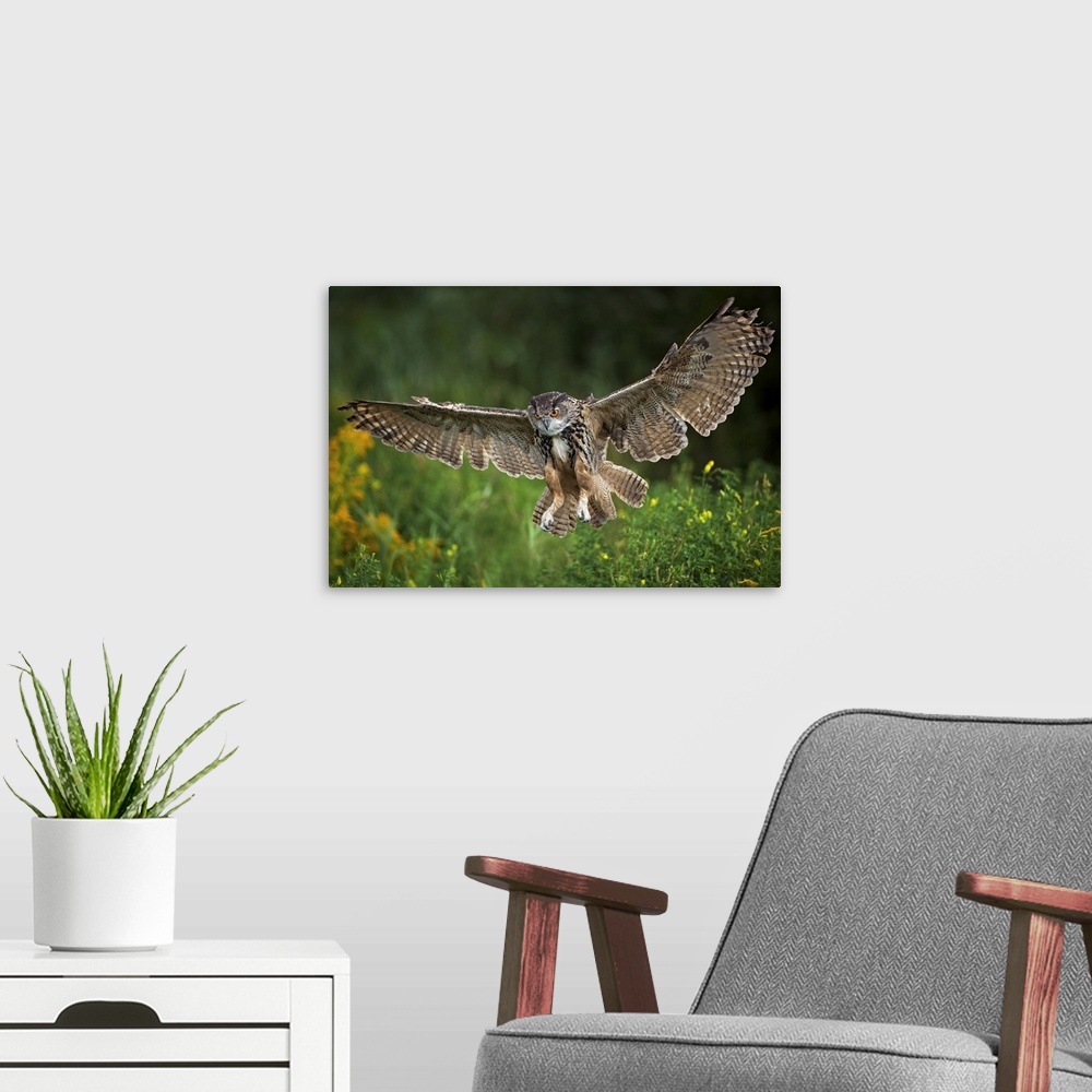 A modern room featuring Eagle Owl, Bubo bubo, flying, landing, Netherlands, raptor, bird