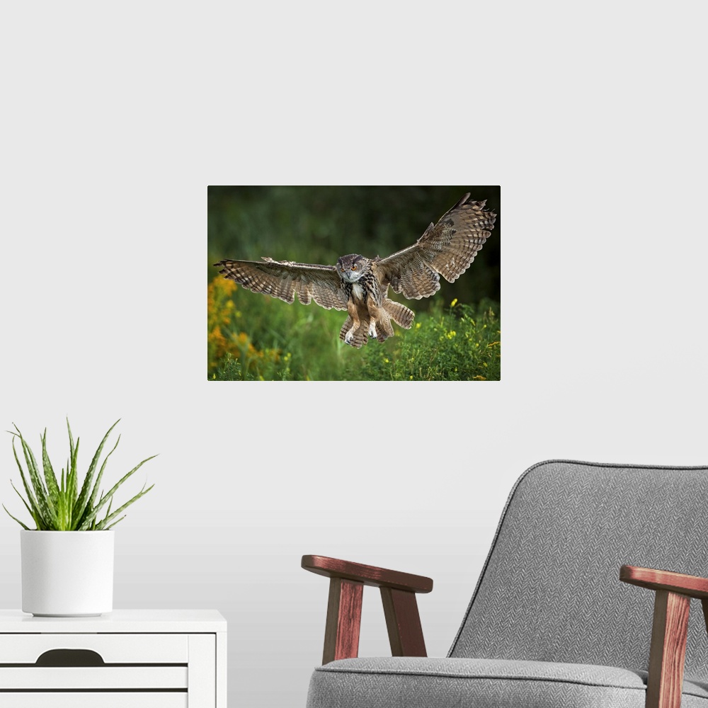A modern room featuring Eagle Owl, Bubo bubo, flying, landing, Netherlands, raptor, bird