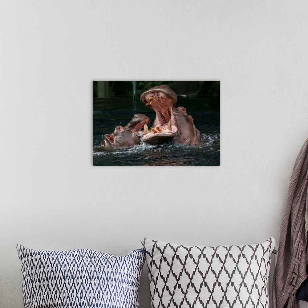 A bohemian room featuring East African River Hippopotamus mother and calf playing, native to Africa