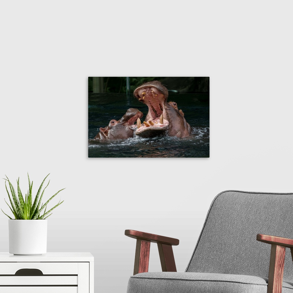 A modern room featuring East African River Hippopotamus mother and calf playing, native to Africa