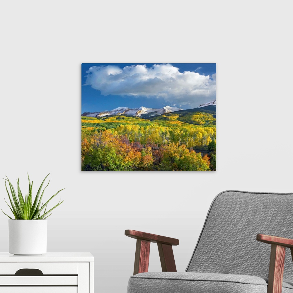 A modern room featuring East Beckwith Mountain flanked by Aspen forests under cumulus clouds, Colorado