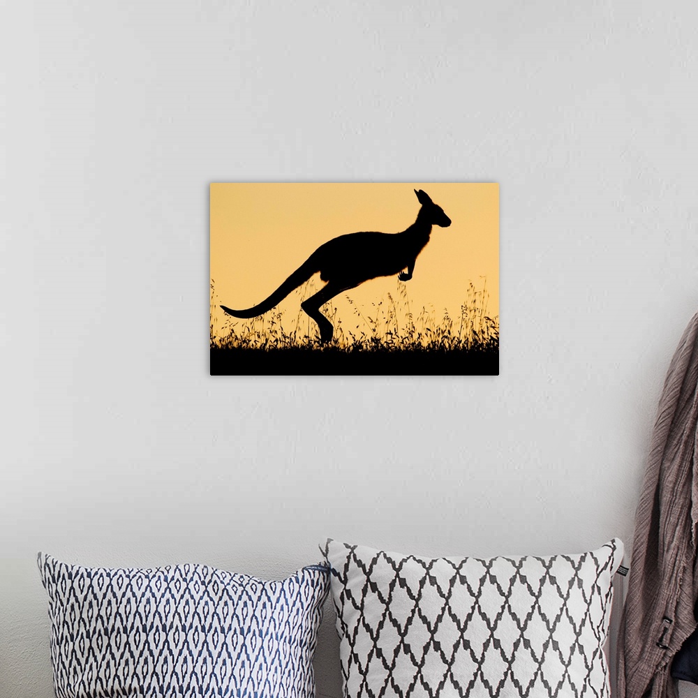 A bohemian room featuring Eastern Grey Kangaroo (Macropus giganteus) female hopping at sunset, Mount Taylor Nature Reserve,...
