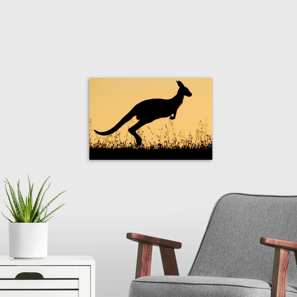 A modern room featuring Eastern Grey Kangaroo (Macropus giganteus) female hopping at sunset, Mount Taylor Nature Reserve,...