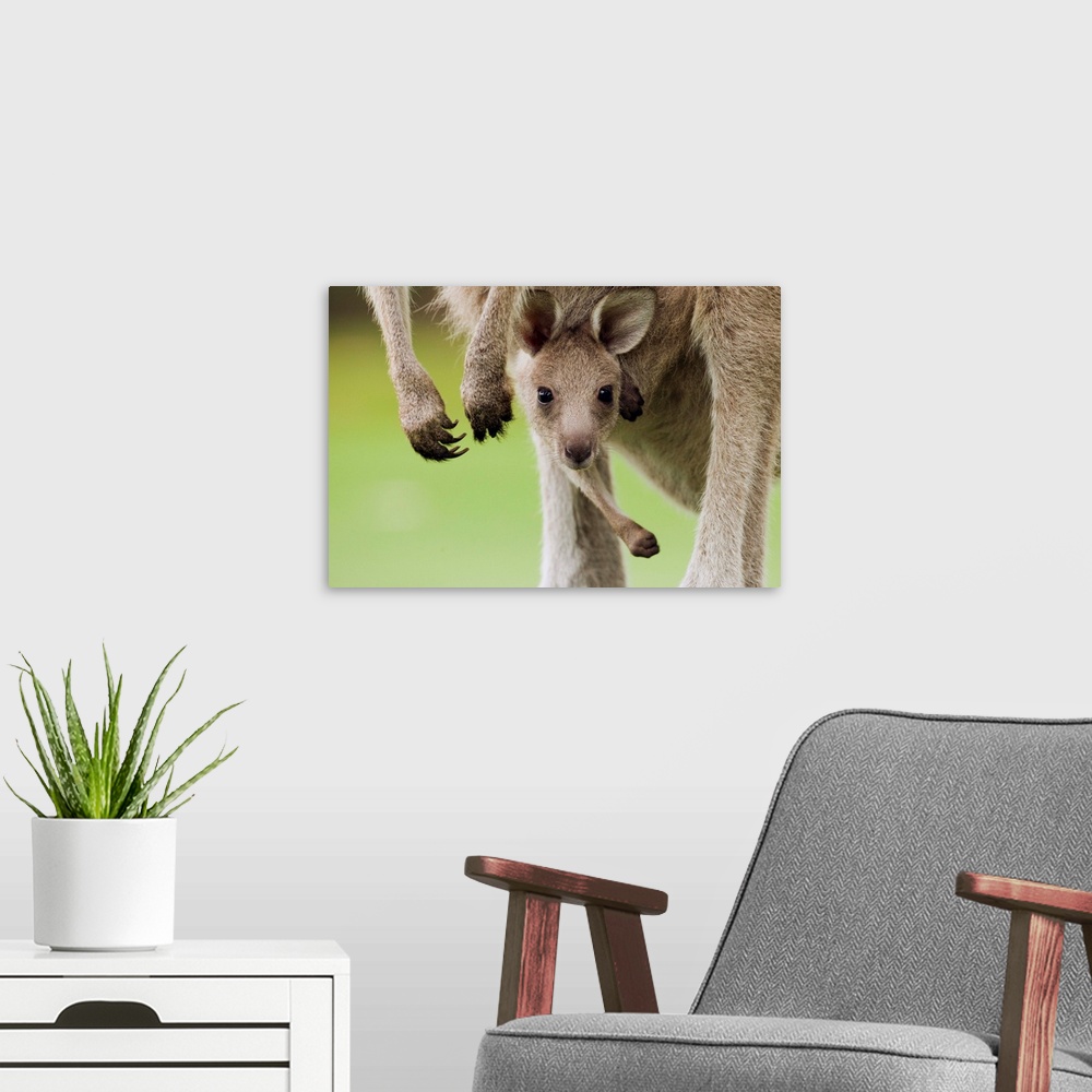 A modern room featuring Eastern Grey Kangaroo (Macropus giganteus) joey peering from mother's pouch, Jervis Bay, New Sout...