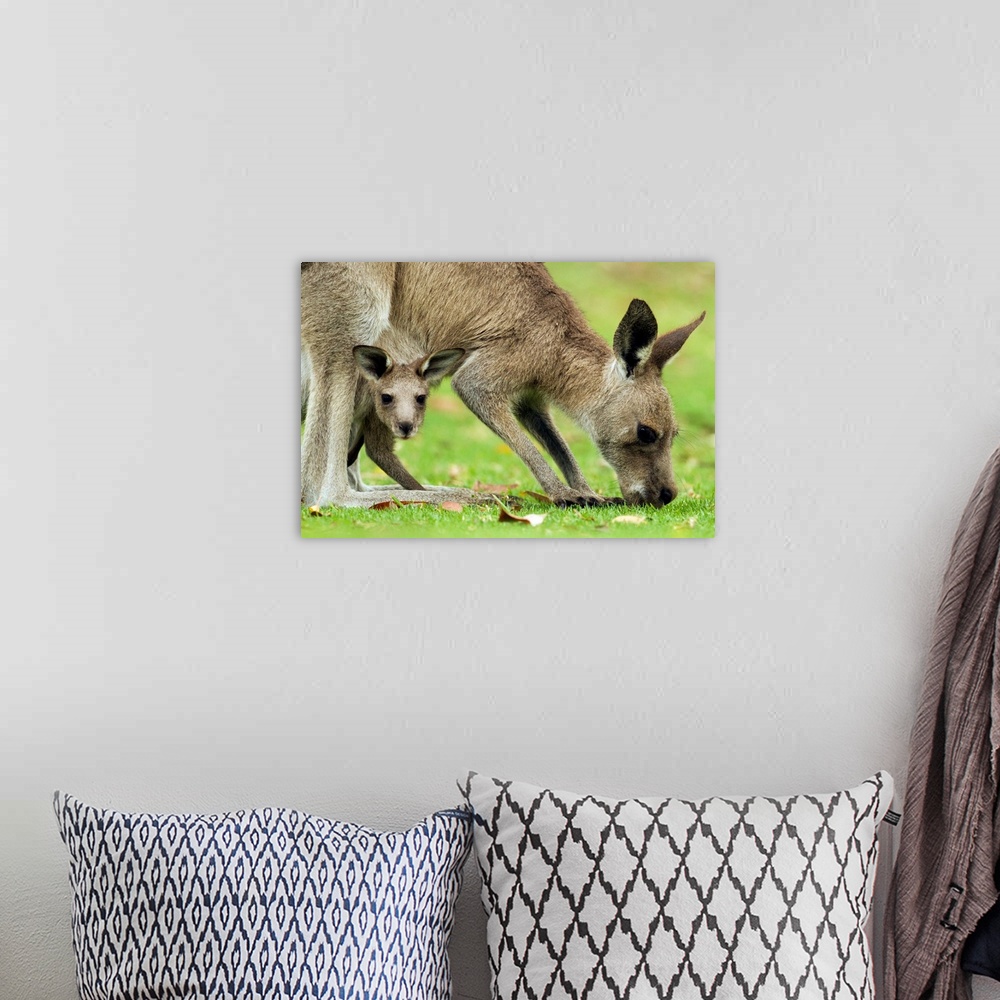 A bohemian room featuring Eastern Grey Kangaroo (Macropus giganteus) mother grazing with joey peering from pouch, Jervis Ba...