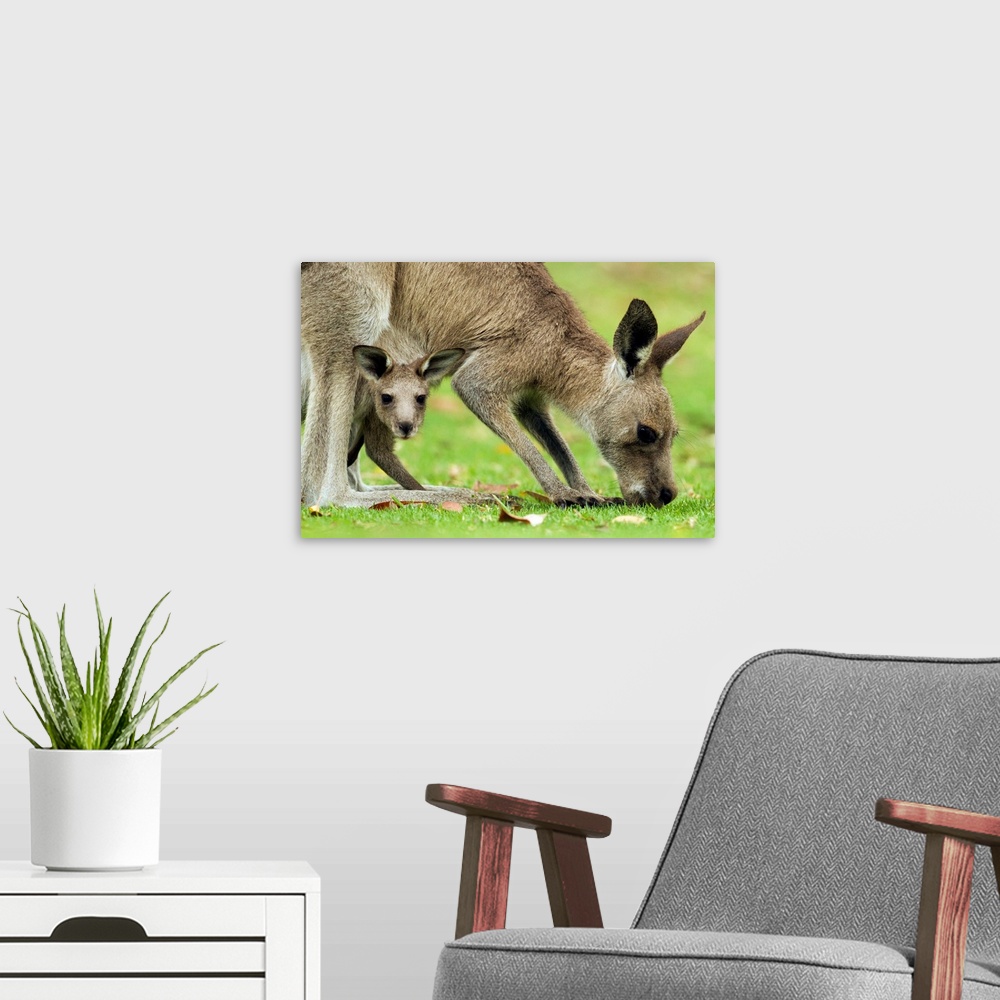 A modern room featuring Eastern Grey Kangaroo (Macropus giganteus) mother grazing with joey peering from pouch, Jervis Ba...