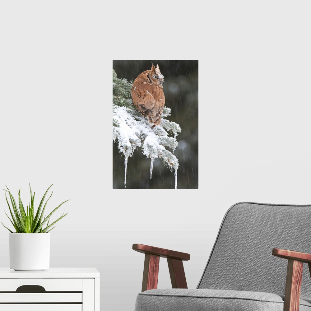 A modern room featuring screech owl (Otus asio), Captive, Howell, Nature Center, MI