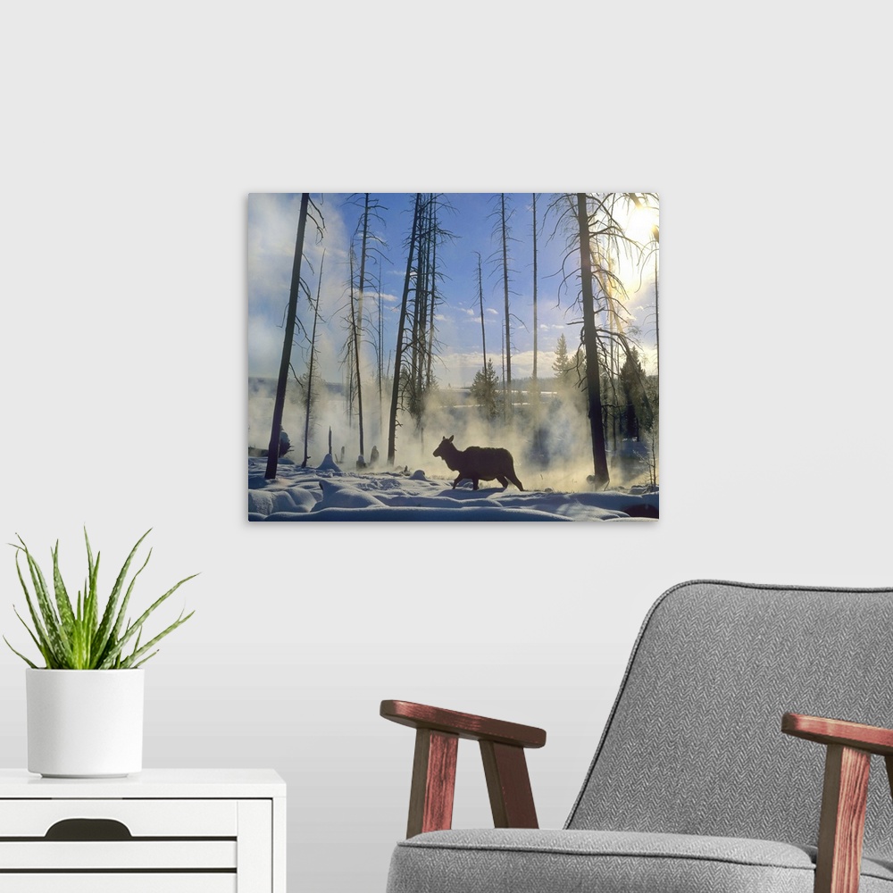 A modern room featuring Elk female in the snow, Yellowstone National Park, Wyoming