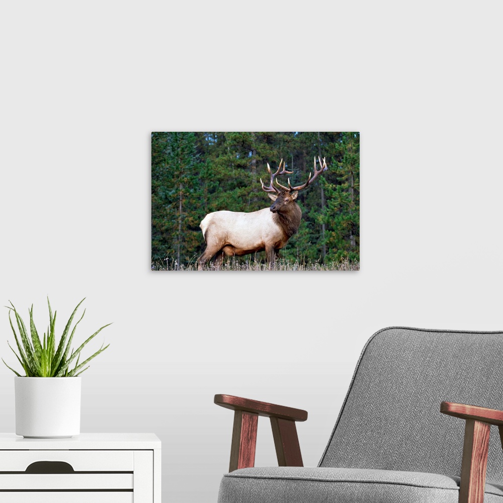 A modern room featuring Elk or Wapiti (Cervus elaphus) male portrait, North America