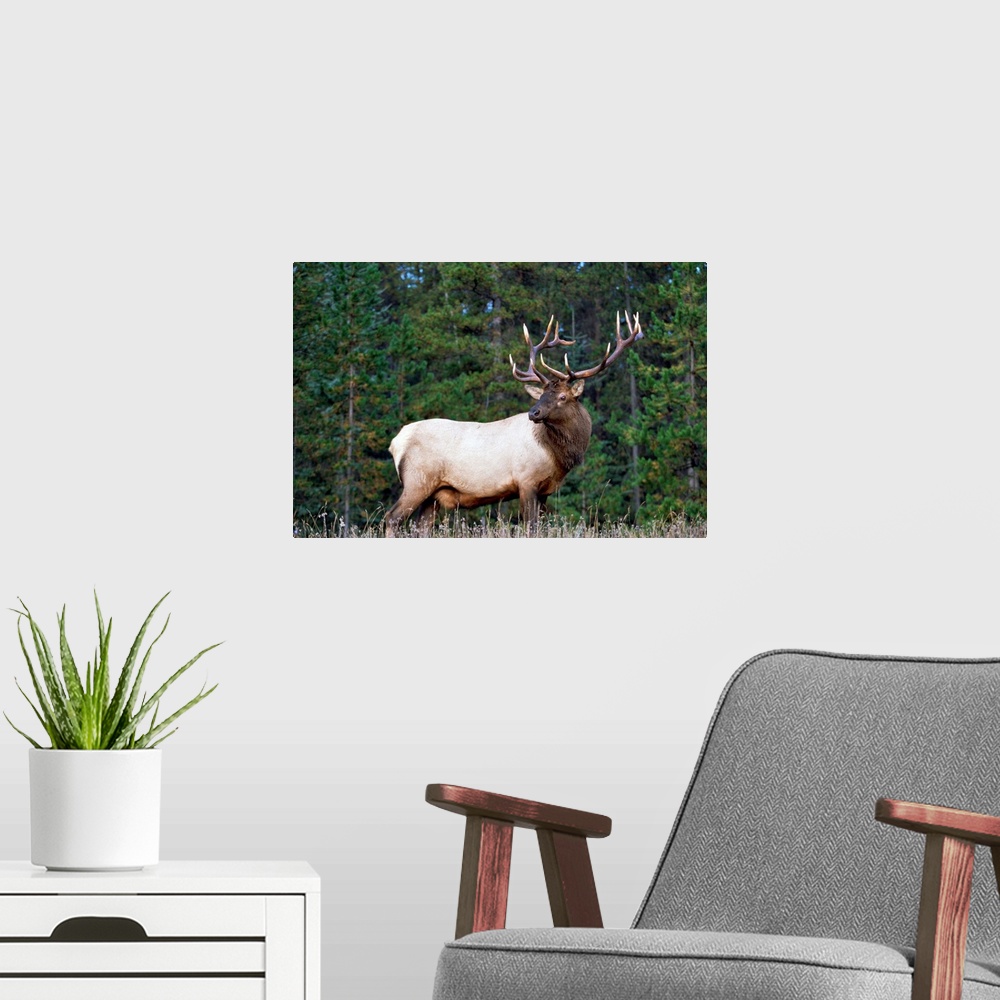 A modern room featuring Elk or Wapiti (Cervus elaphus) male portrait, North America