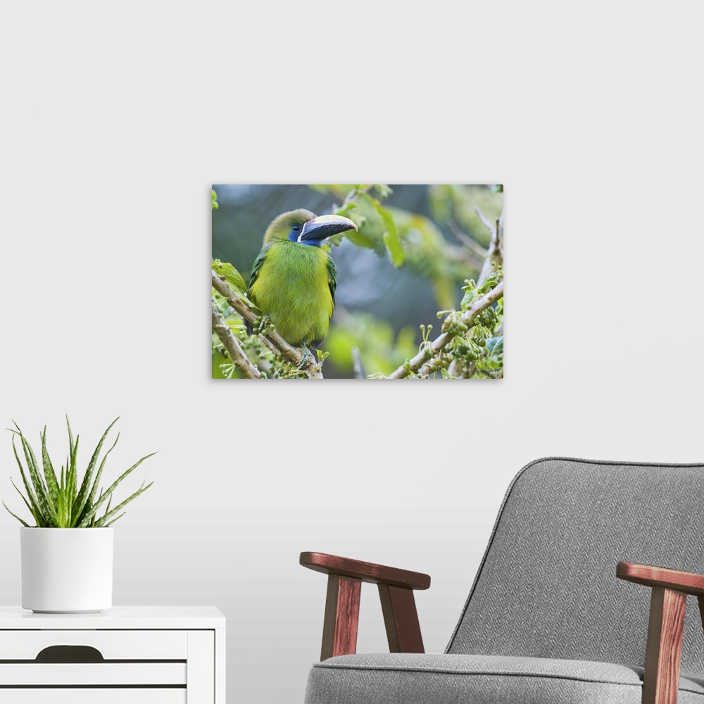A modern room featuring emerald toucanet Aulacorhynchus prasinus, bird, costa rica,