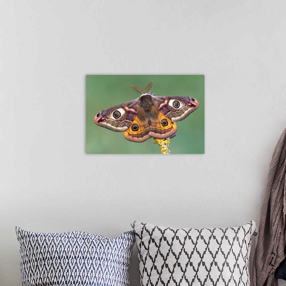 A bohemian room featuring Emperor Moth (Pavonia pavonia), Switzerland
