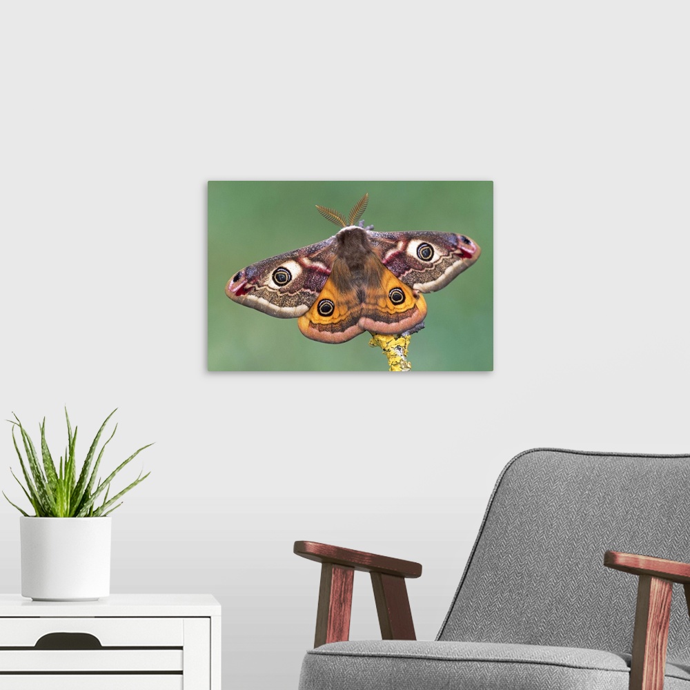 A modern room featuring Emperor Moth (Pavonia pavonia), Switzerland