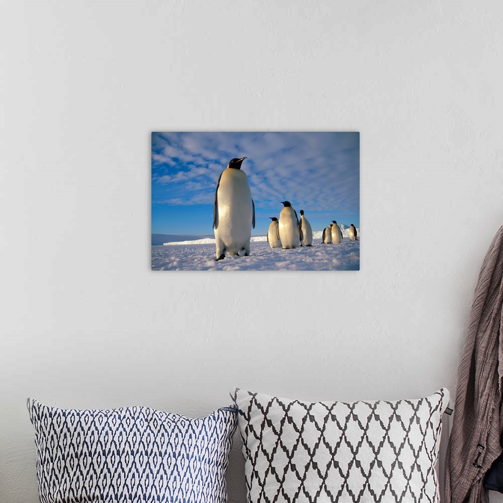 A bohemian room featuring Emperor Penguin (Aptenodytes forsteri) group, Kloa Point, Edward VIII Gulf, Antarctica