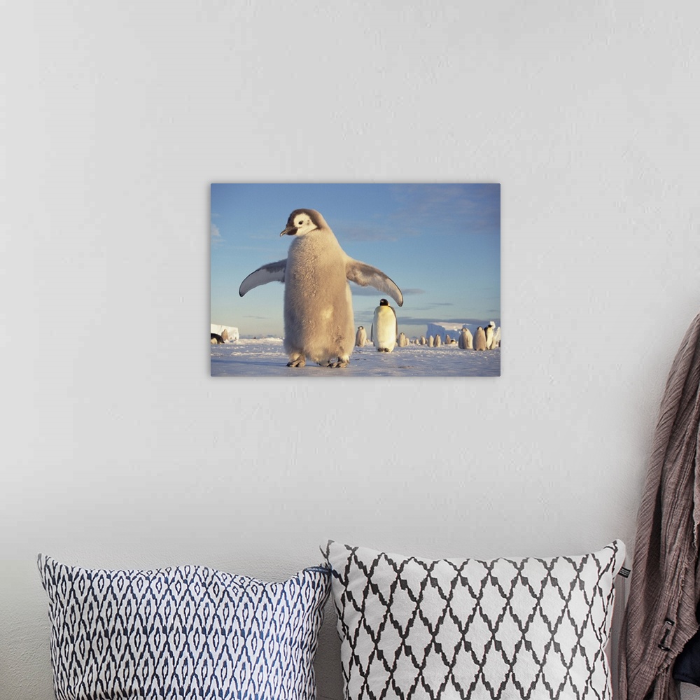 A bohemian room featuring Emperor Penguin (Aptenodytes forsteri) large chick on fast ice, midnight sun in austral spring, N...