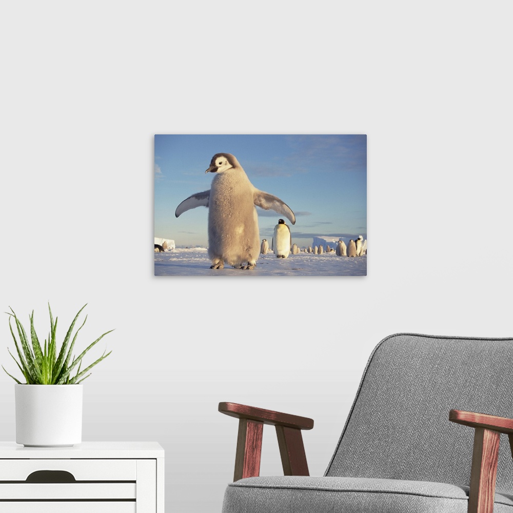 A modern room featuring Emperor Penguin (Aptenodytes forsteri) large chick on fast ice, midnight sun in austral spring, N...