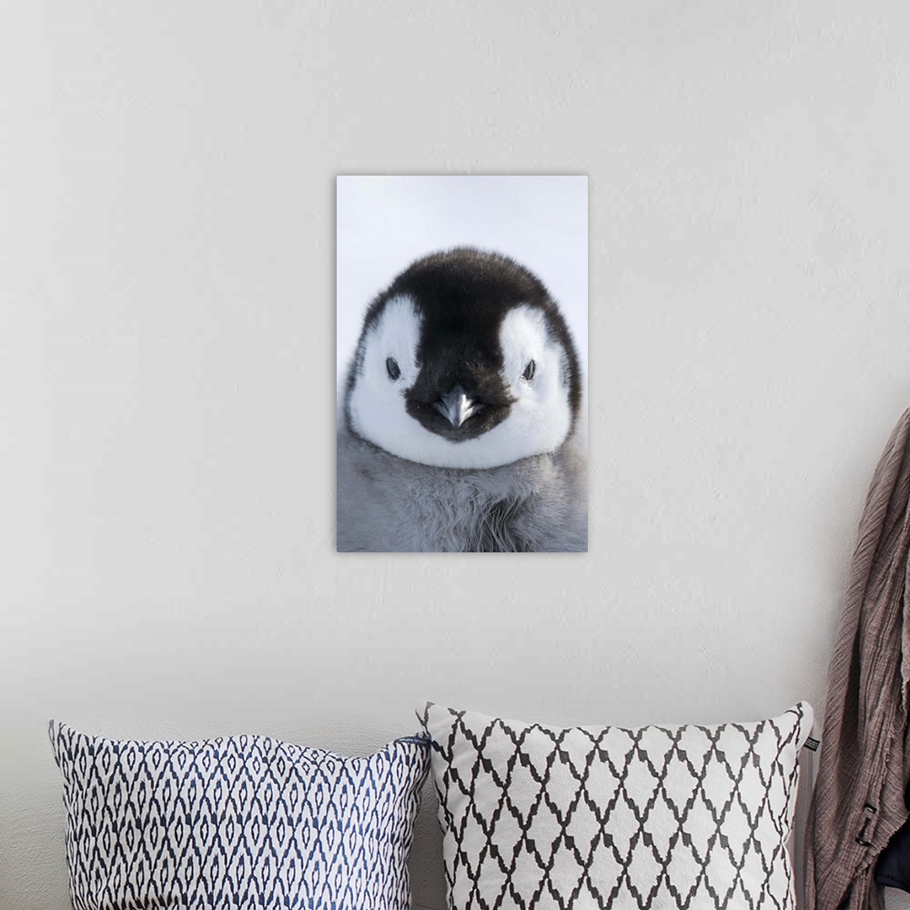 A bohemian room featuring Emperor Penguin (Aptenodytes forsteri) chick, Prydz Bay, eastern Antarctica