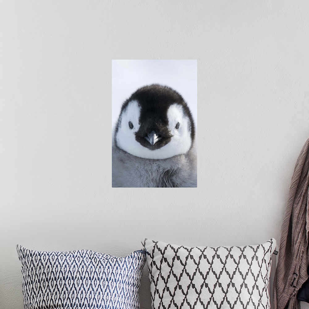 A bohemian room featuring Emperor Penguin (Aptenodytes forsteri) chick, Prydz Bay, eastern Antarctica