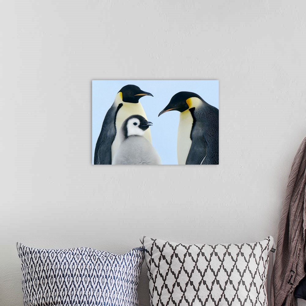 A bohemian room featuring Emperor Penguin (Aptenodytes forsteri) family, Weddell Sea, Antarctica