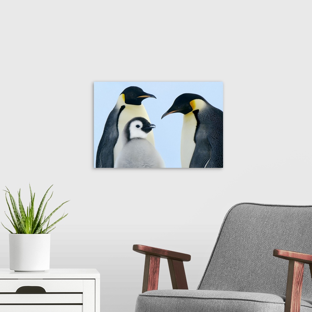 A modern room featuring Emperor Penguin (Aptenodytes forsteri) family, Weddell Sea, Antarctica