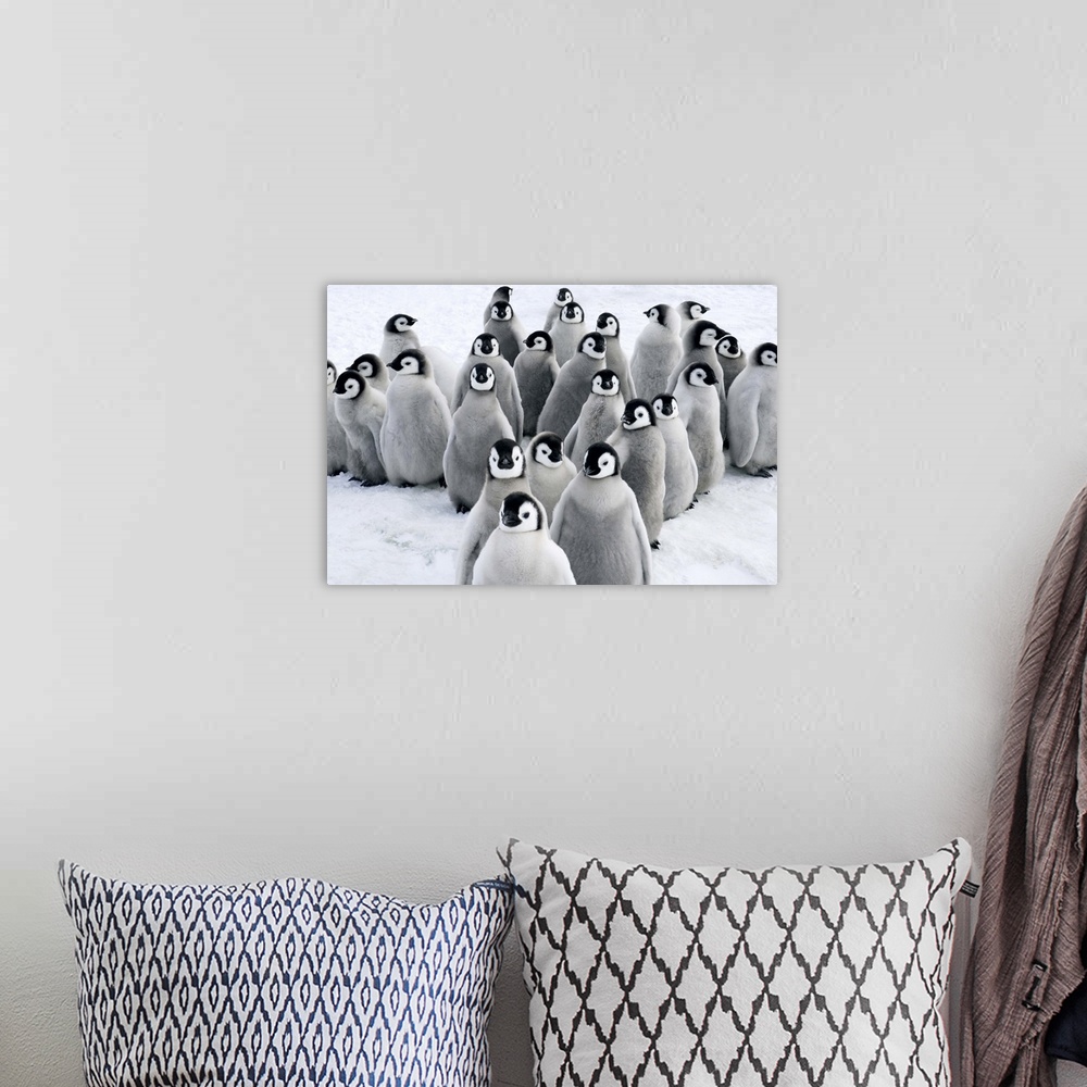 A bohemian room featuring Emperor Penguin (Aptenodytes forsteri) chicks, Snow Hill Island, Antarctica