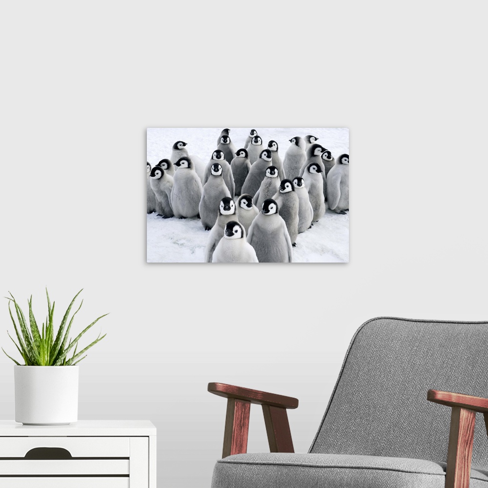 A modern room featuring Emperor Penguin (Aptenodytes forsteri) chicks, Snow Hill Island, Antarctica