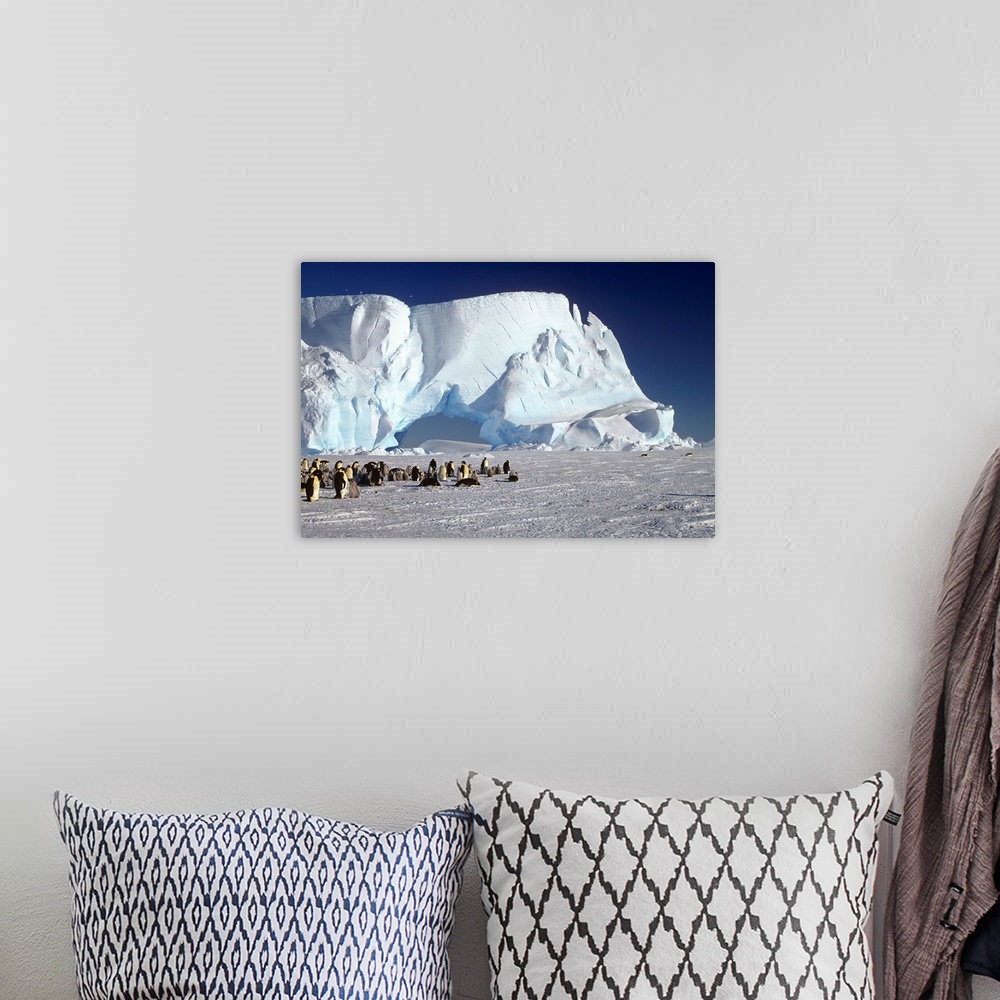 A bohemian room featuring Emperor Penguin colony and iceberg, Weddell Sea, Antarctica