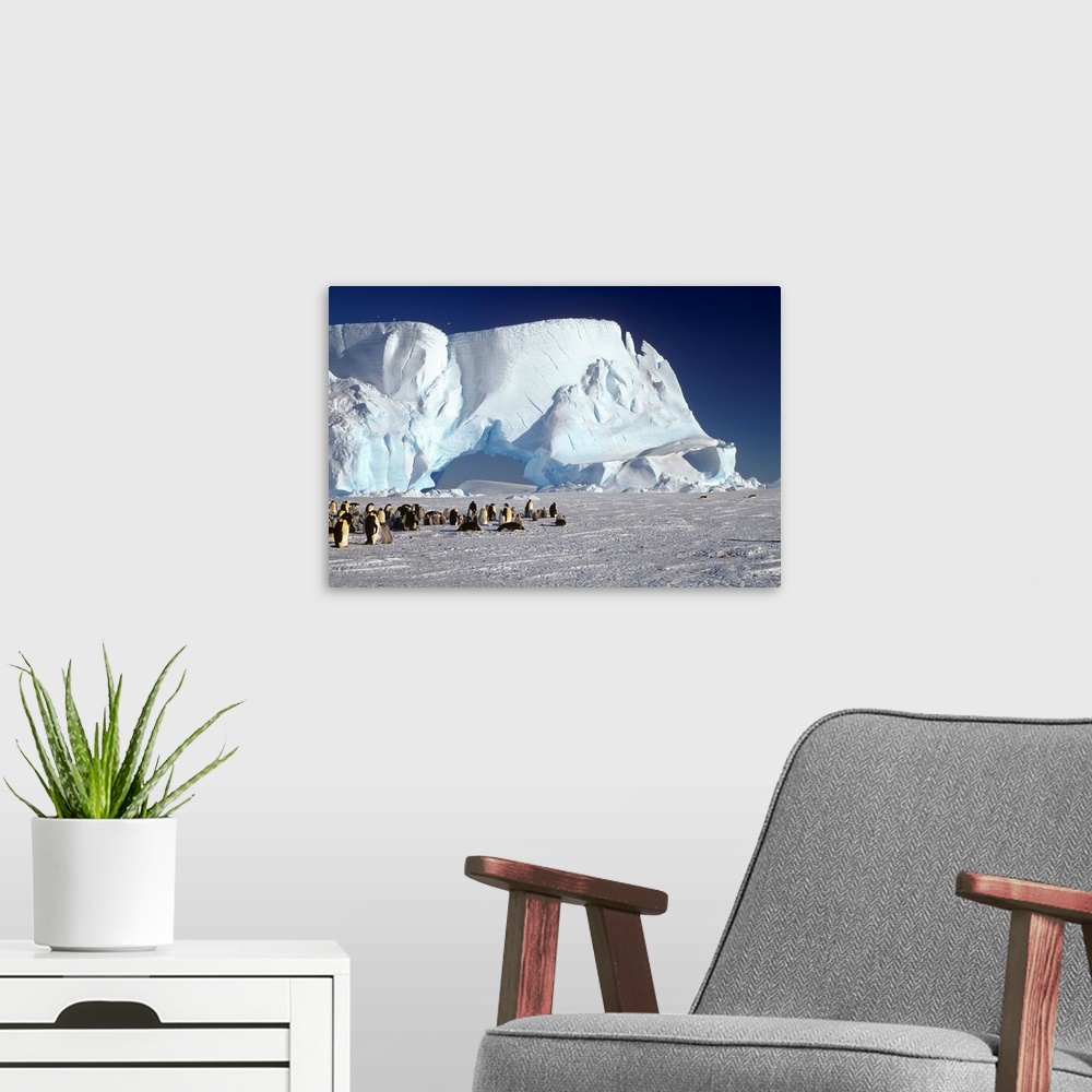 A modern room featuring Emperor Penguin colony and iceberg, Weddell Sea, Antarctica