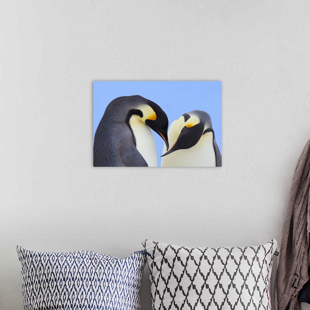 A bohemian room featuring Emperor Penguin (Aptenodytes forsteri) pair courting, Snow Hill Island, Antarctica