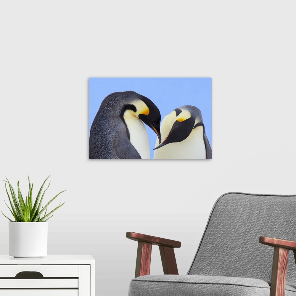 A modern room featuring Emperor Penguin (Aptenodytes forsteri) pair courting, Snow Hill Island, Antarctica