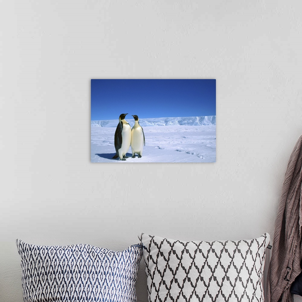 A bohemian room featuring Emperor Penguin (Aptenodytes forsteri) pair, Flutter EP Rookery, Cape Darnley, Australian Antarct...