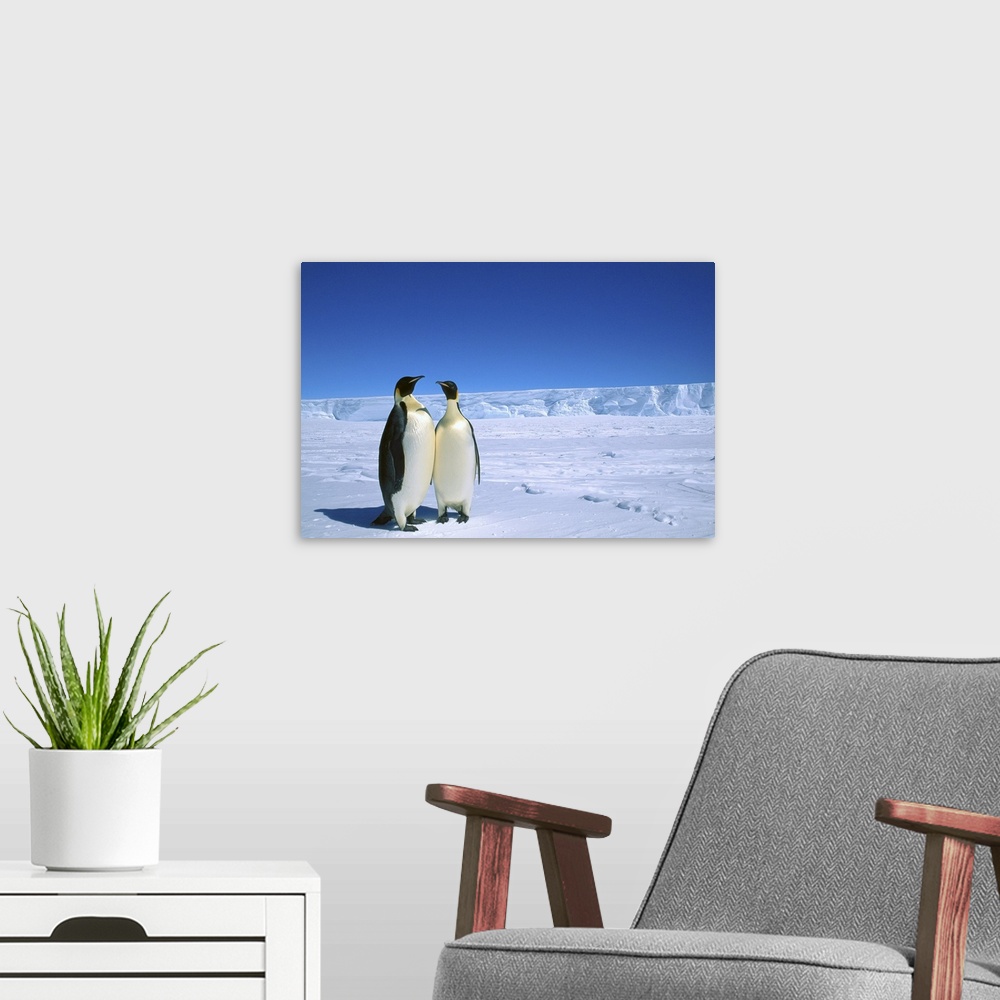 A modern room featuring Emperor Penguin (Aptenodytes forsteri) pair, Flutter EP Rookery, Cape Darnley, Australian Antarct...