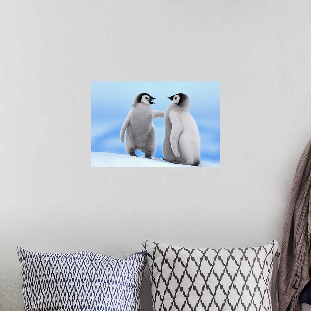 A bohemian room featuring This horizontal wildlife photograph shows two baby penguins standing in the snow in a way that co...