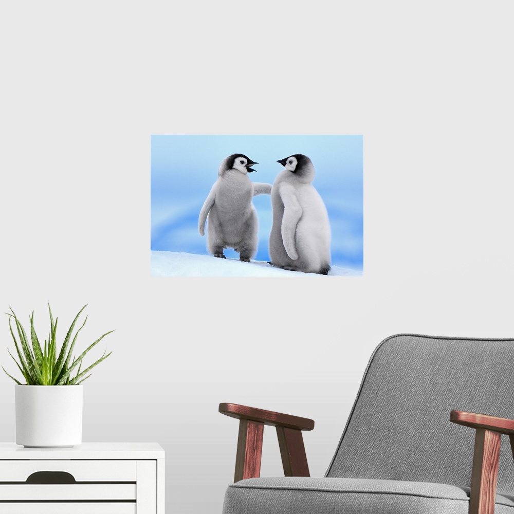 A modern room featuring This horizontal wildlife photograph shows two baby penguins standing in the snow in a way that co...