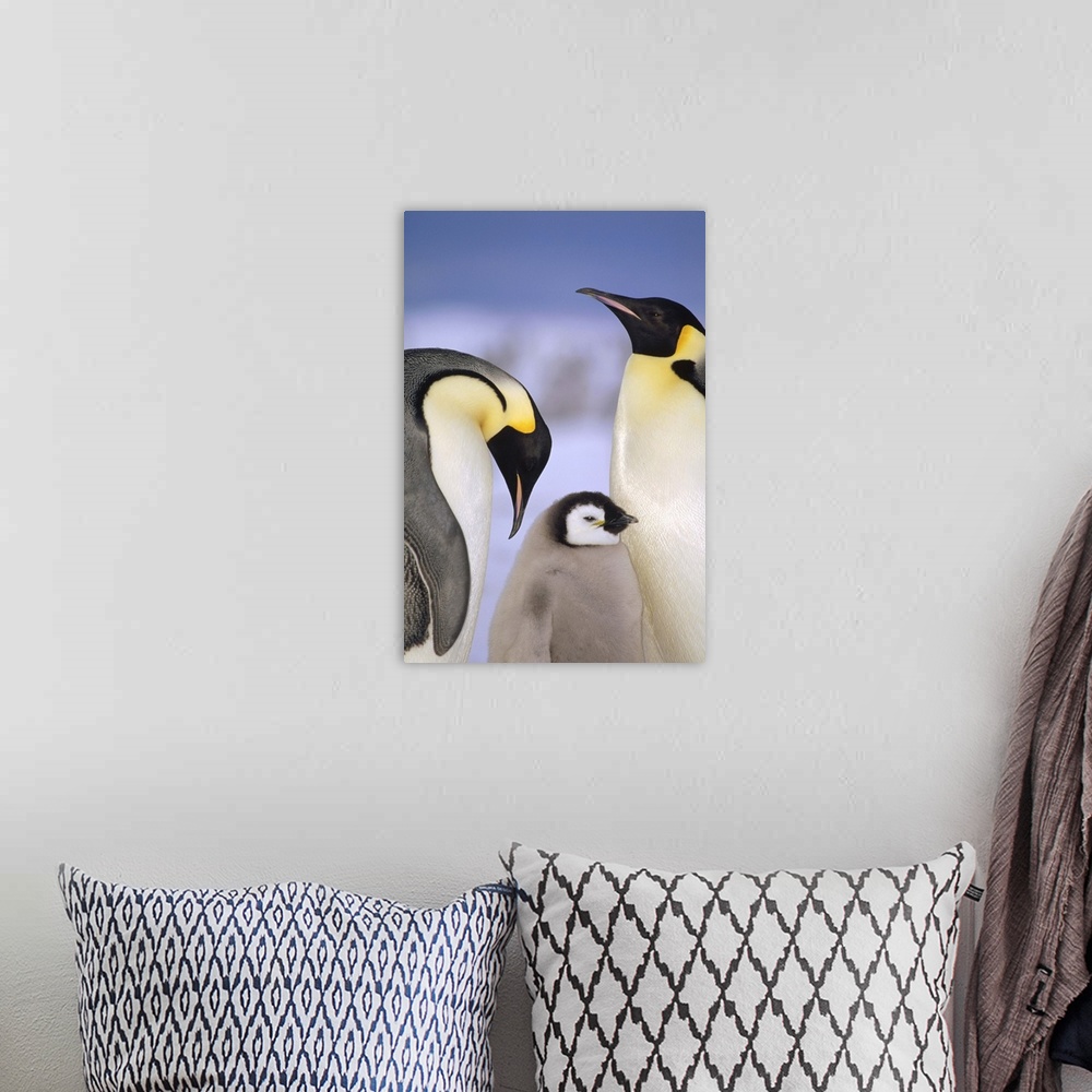 A bohemian room featuring Emperor Penguin (Aptenodytes forsteri) pair with chick, Atka Bay, Princess Martha Coast, Weddell ...
