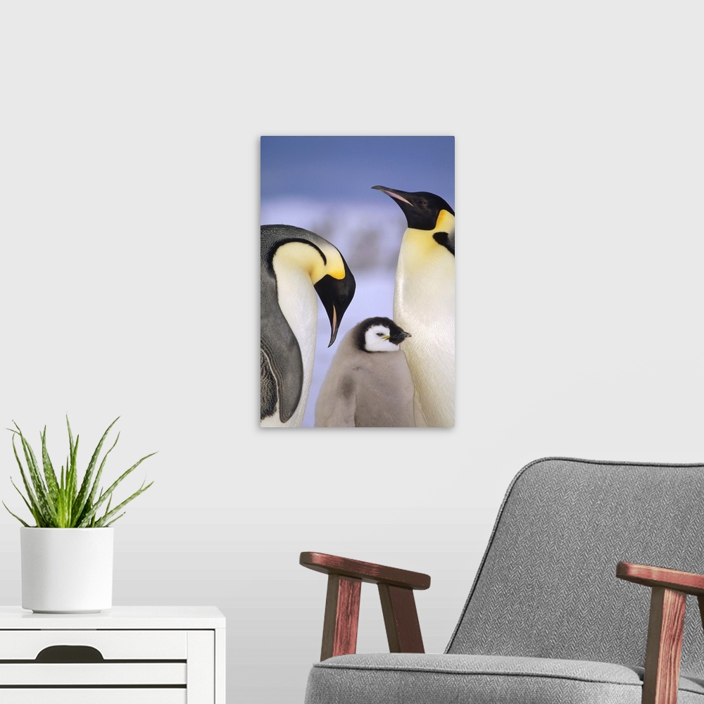 A modern room featuring Emperor Penguin (Aptenodytes forsteri) pair with chick, Atka Bay, Princess Martha Coast, Weddell ...