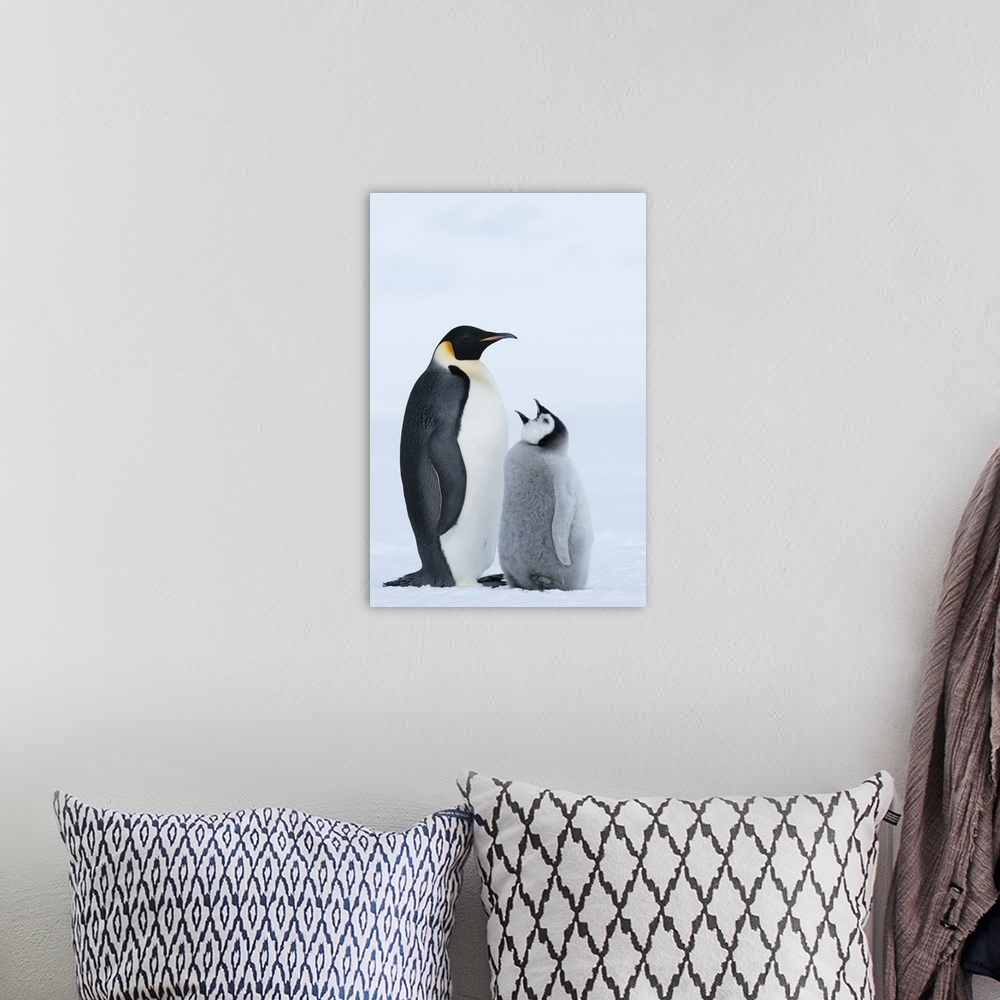 A bohemian room featuring Emperor Penguin with chick begging for food, Prydz Bay, eastern Antarctica