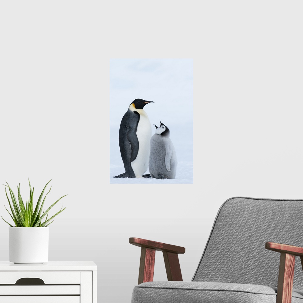 A modern room featuring Emperor Penguin with chick begging for food, Prydz Bay, eastern Antarctica