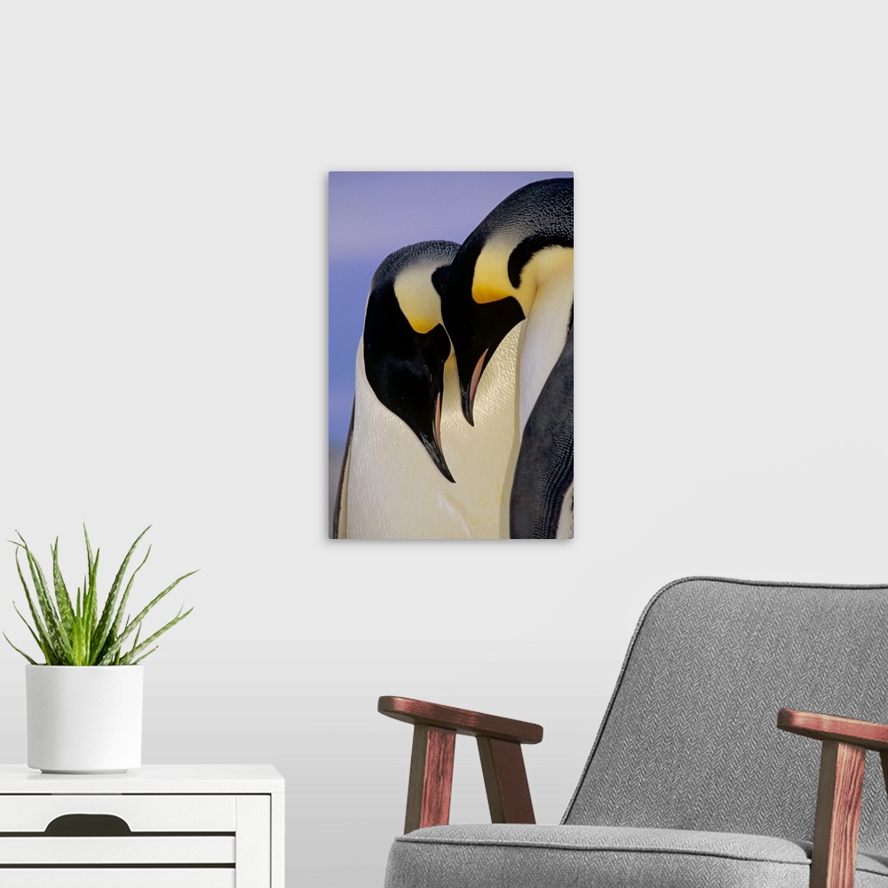 A modern room featuring Emperor Penguin (Aptenodytes forsteri) courting pair, Atka Bay, Princess Martha Bay, Weddell Sea,...