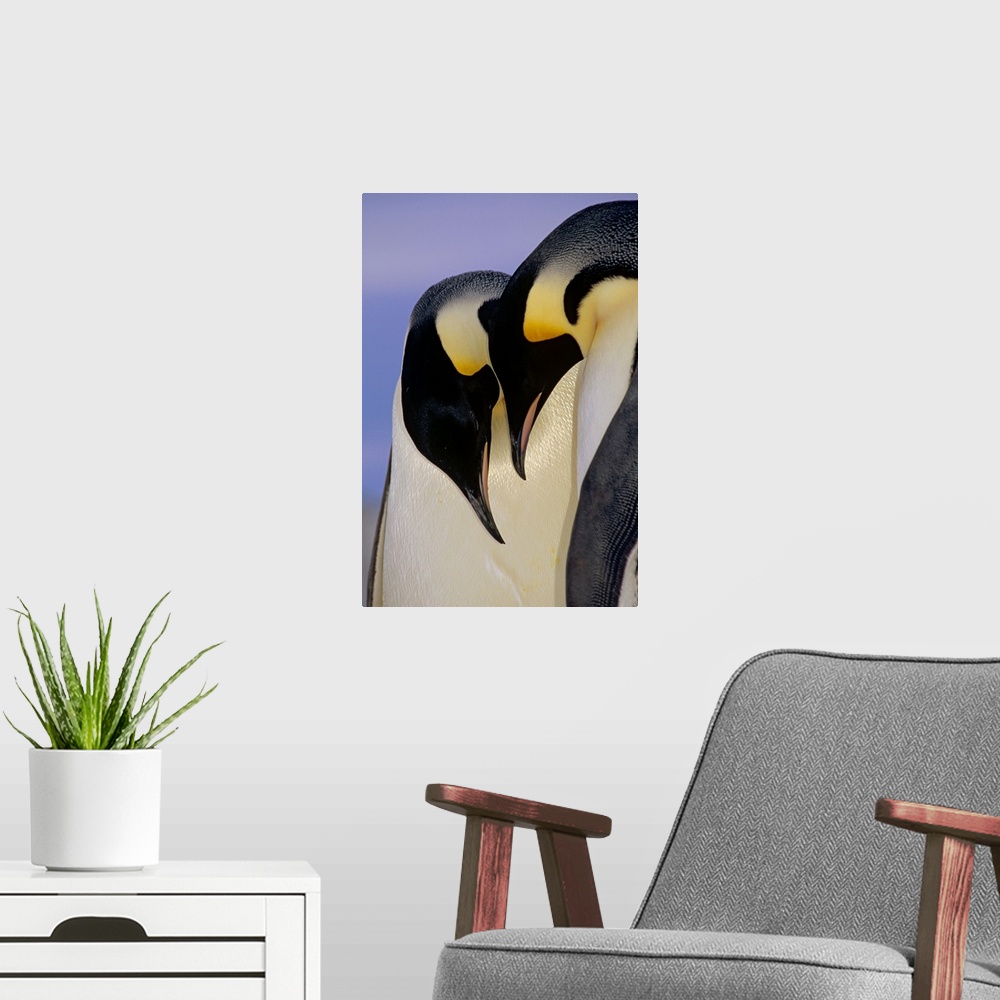 A modern room featuring Emperor Penguin (Aptenodytes forsteri) courting pair, Atka Bay, Princess Martha Bay, Weddell Sea,...