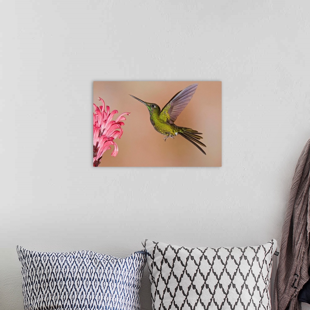 A bohemian room featuring Empress Brilliant hummingbird feeding on flower nectar
