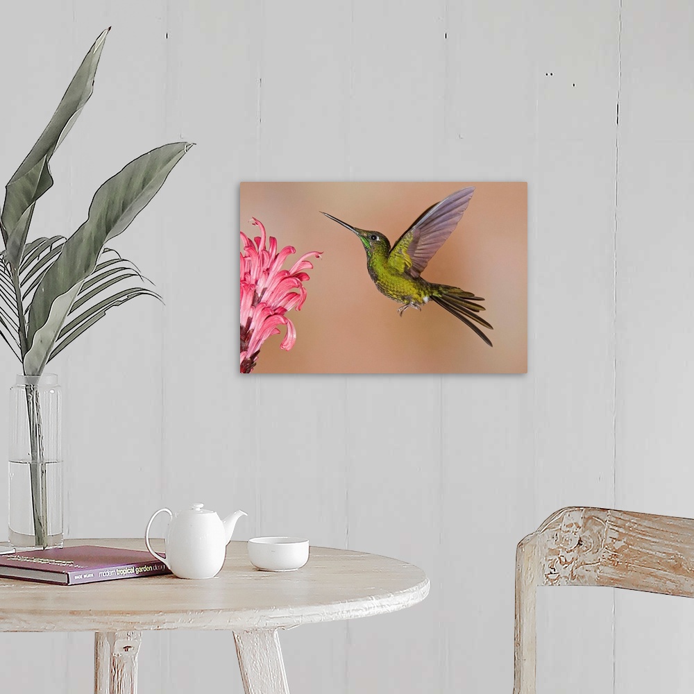 A farmhouse room featuring Empress Brilliant hummingbird feeding on flower nectar