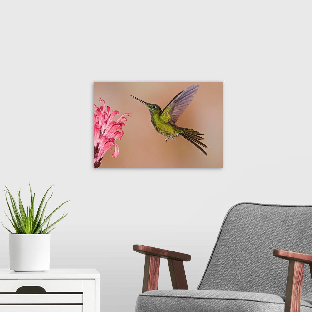 A modern room featuring Empress Brilliant hummingbird feeding on flower nectar