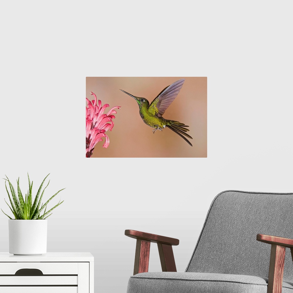 A modern room featuring Empress Brilliant hummingbird feeding on flower nectar