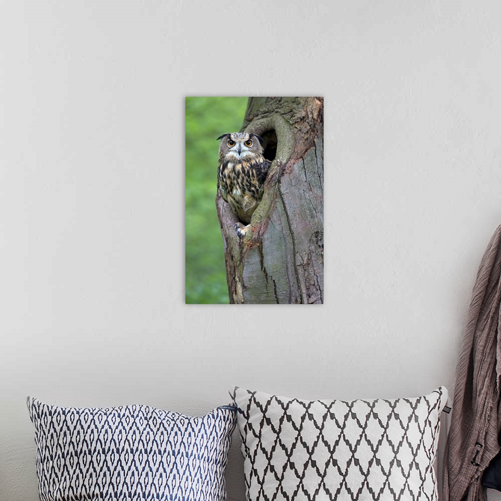 A bohemian room featuring Eurasian Eagle-Owl (Bubo bubo) looking out from a tree cavity, Netherlands