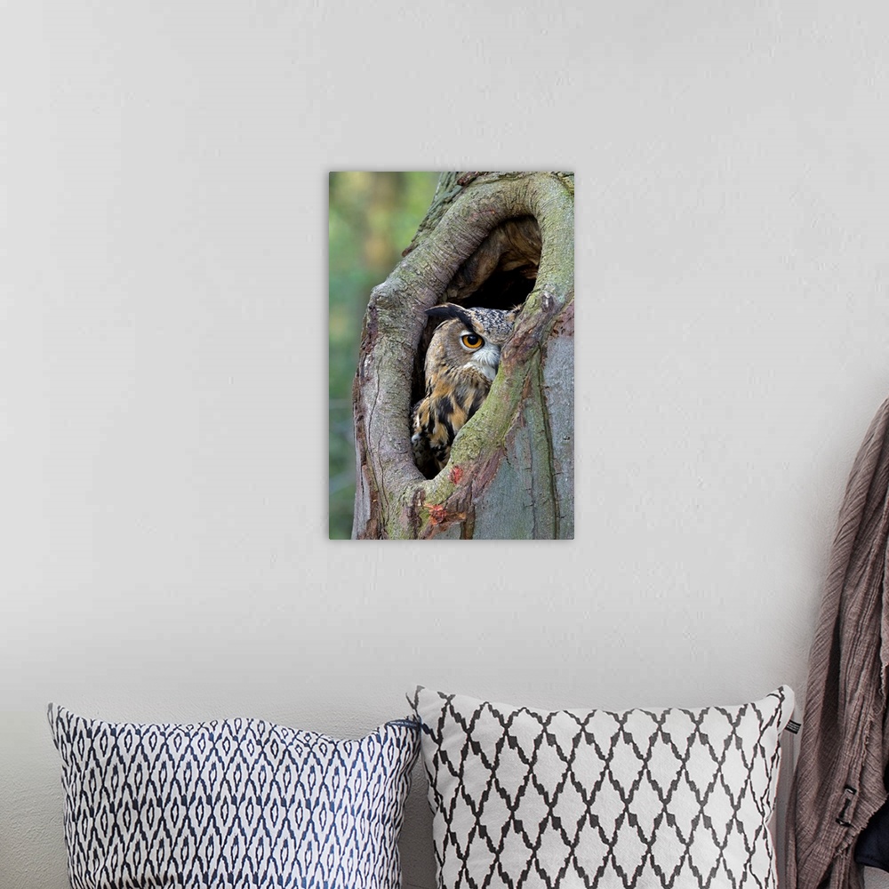 A bohemian room featuring Eurasian Eagle-Owl (Bubo bubo) looking out from a tree cavity, Netherlands