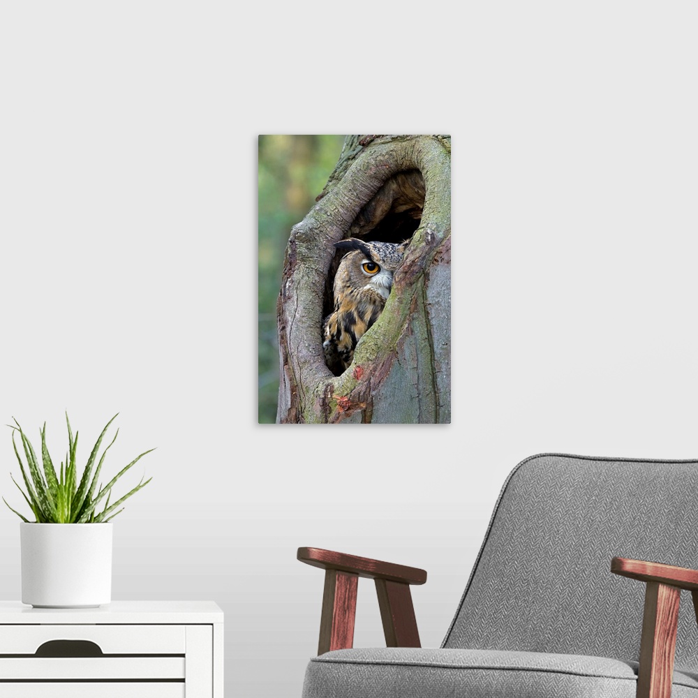 A modern room featuring Eurasian Eagle-Owl (Bubo bubo) looking out from a tree cavity, Netherlands