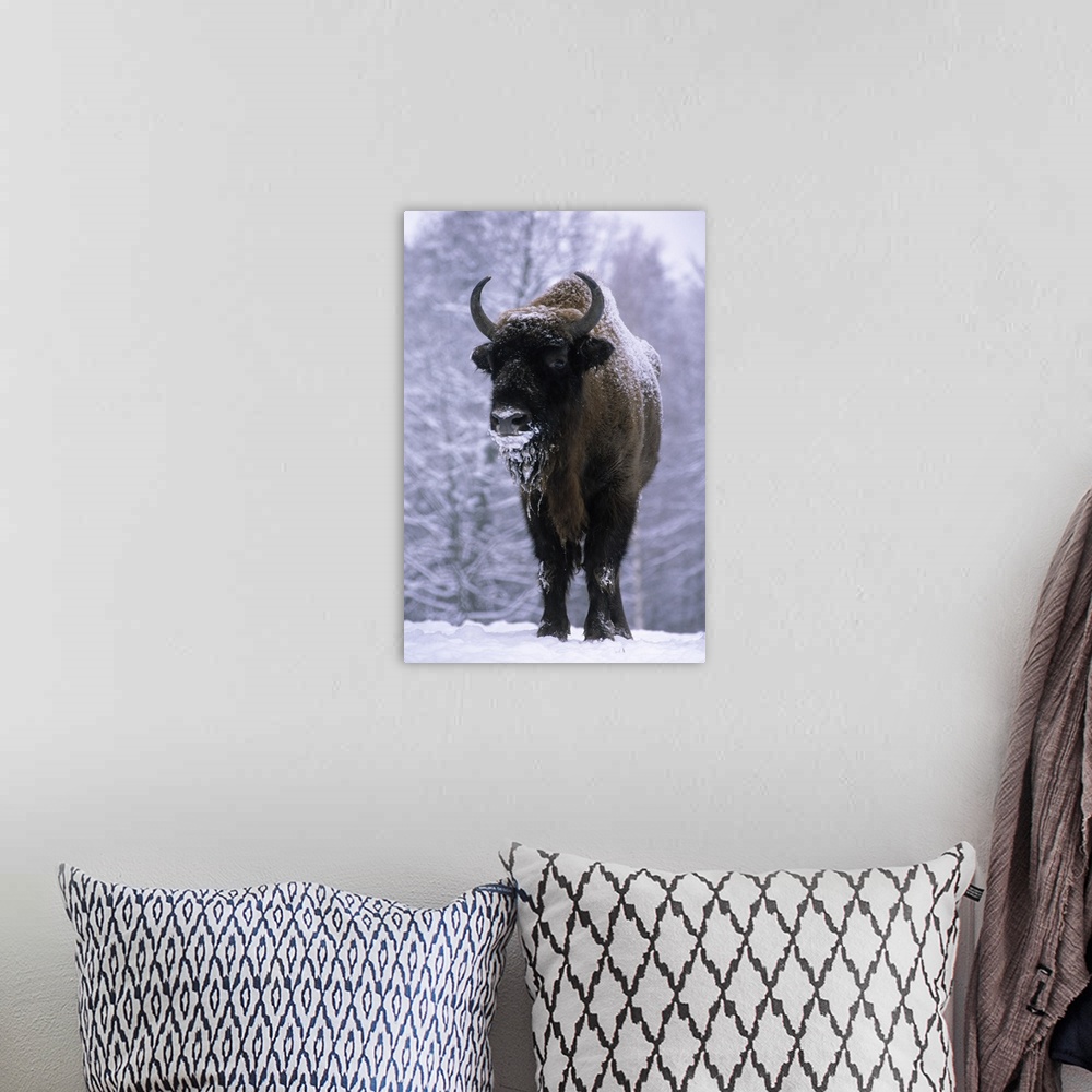A bohemian room featuring European Bison or Wisent (Bison bonasus) in snow, Europe