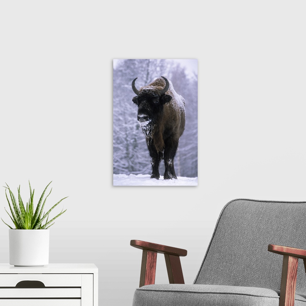 A modern room featuring European Bison or Wisent (Bison bonasus) in snow, Europe