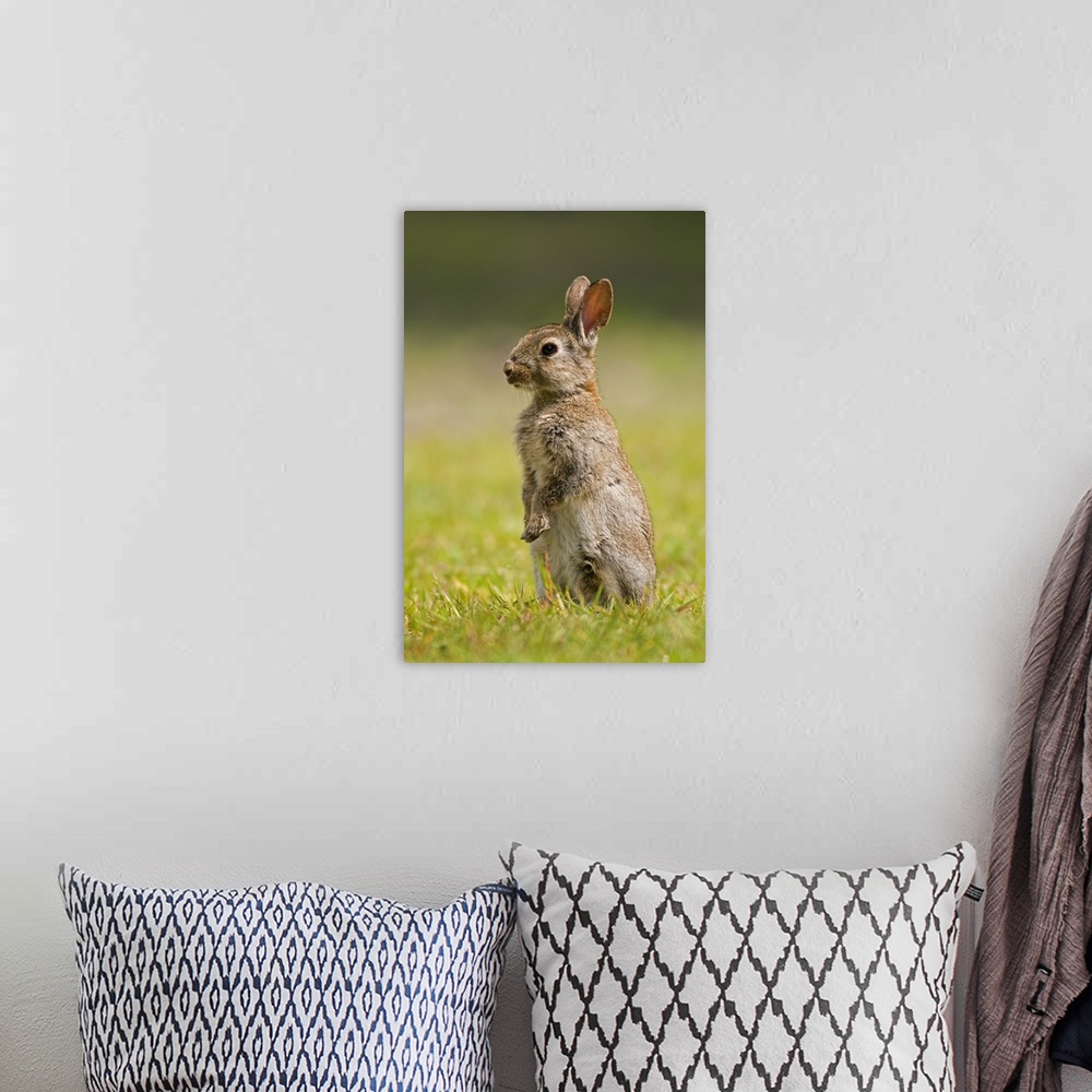A bohemian room featuring European Rabbit (Oryctolagus cuniculus) juvenile standing upright, Veenklooster, Friesland, Nethe...